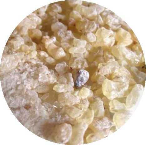 RESINA DAMMAR 1 Kg.